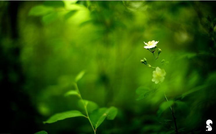 سیزده به در مبارک